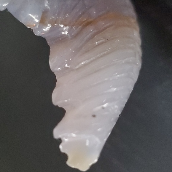 Fluorite Stegosaurus 🦖 🦕 - Picture 6 of 9